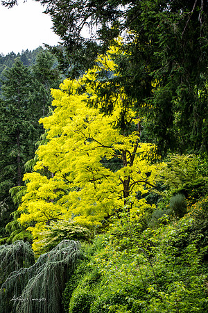 Butchart Garden
