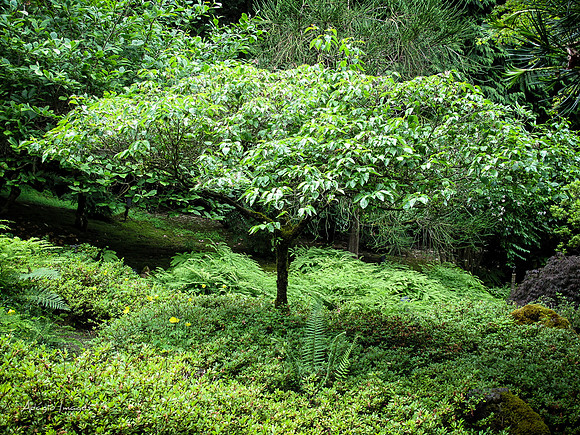 Butchart Garden