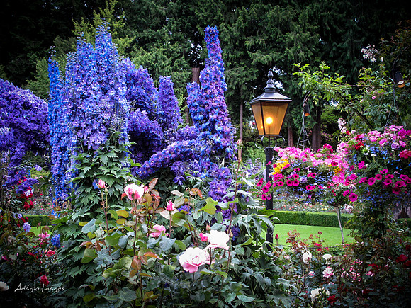 Butchart Garden