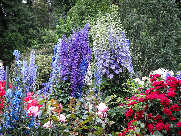 Butchart Garden