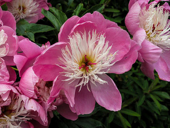 Butchart Garden