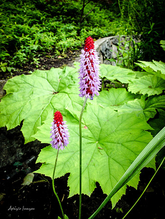Butchart Garden
