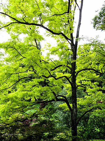 Butchart Garden