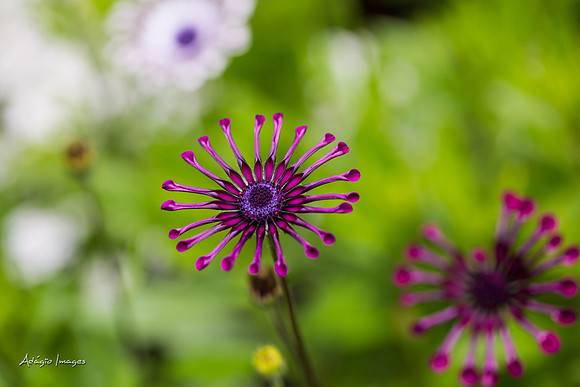 Butchart Garden