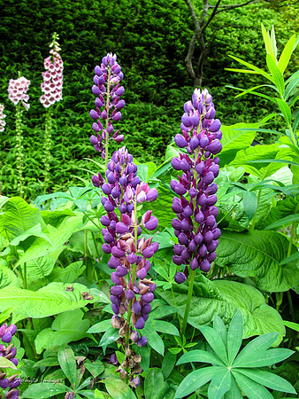 Butchart Garden