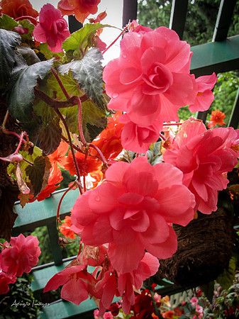Butchart Garden