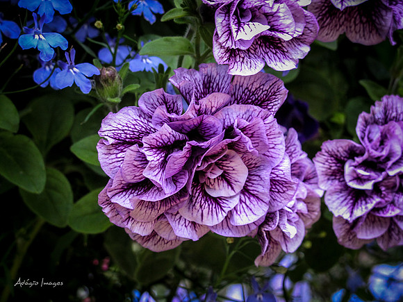 Butchart Garden