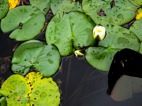 Butchart Garden