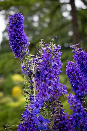Butchart Garden