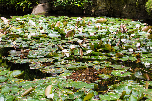 Butchart Garden