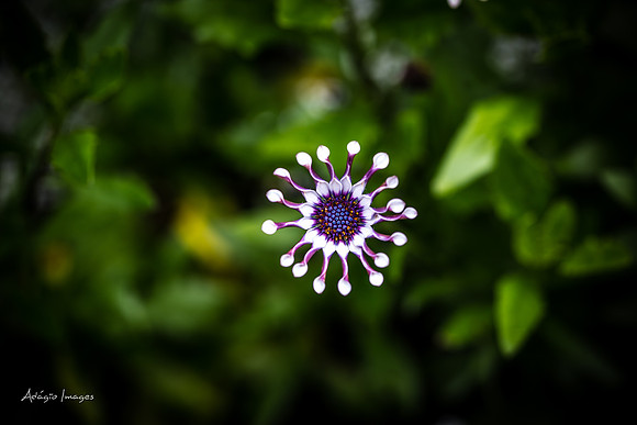 Butchart Garden