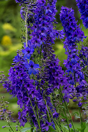 Butchart Garden