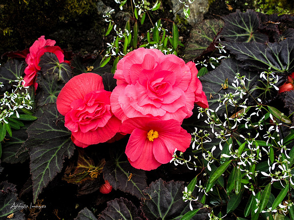 Butchart Garden