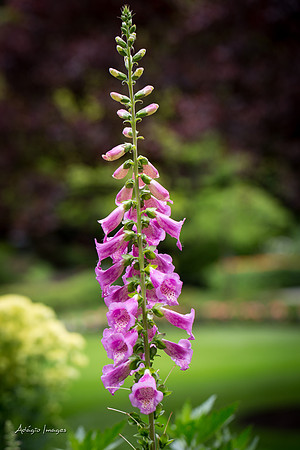 Butchart Garden