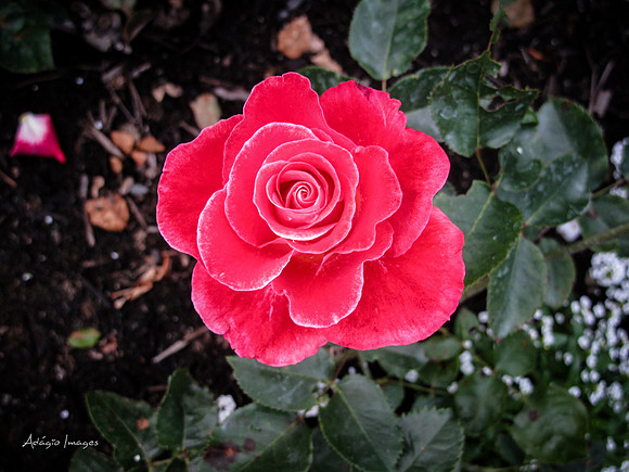 Butchart Garden