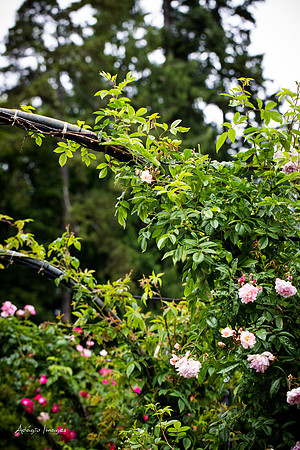 Butchart Garden