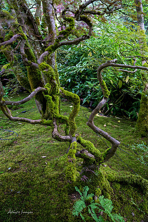 Butchart Garden
