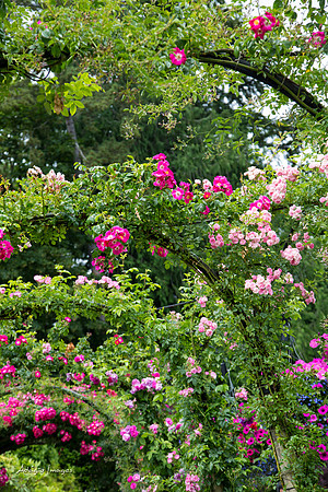 Butchart Garden