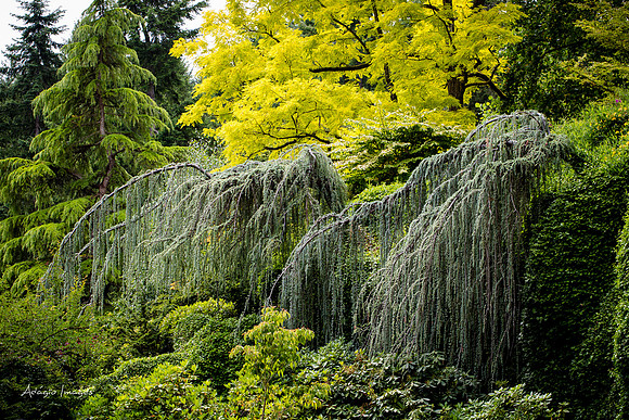 Butchart Garden