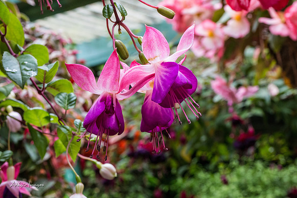 Butchart Garden
