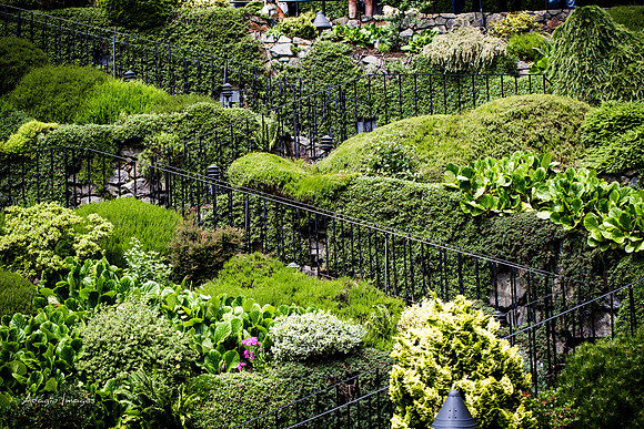 Butchart Garden