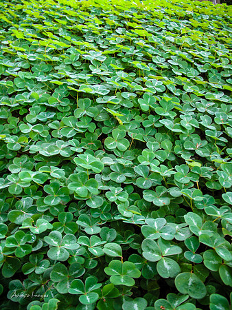 Butchart Garden