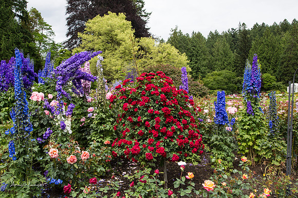 Butchart Garden