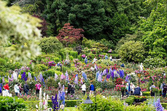Butchart Garden