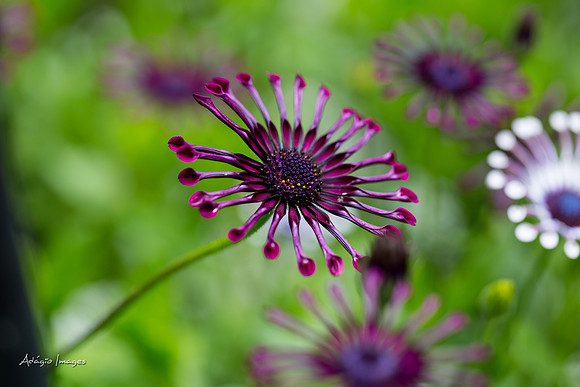 Butchart Garden