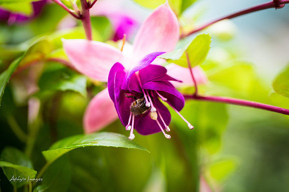 Butchart Garden