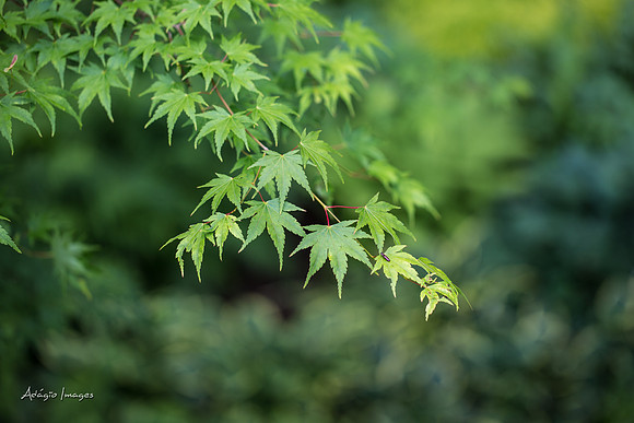 Butchart Garden