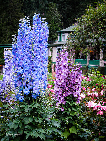 Butchart Garden