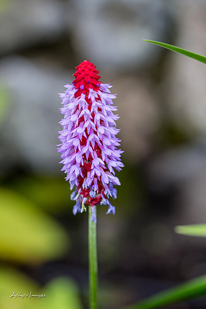 Butchart Garden