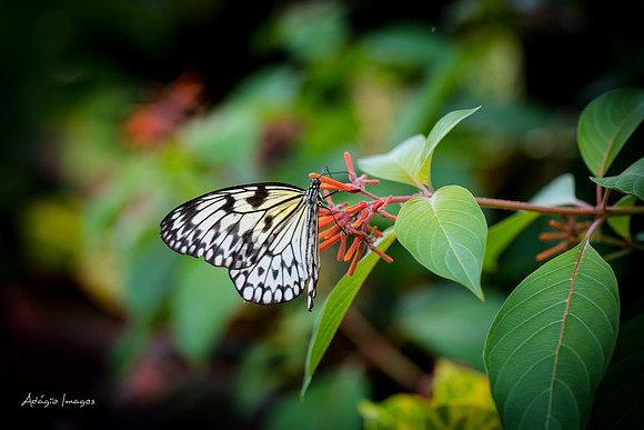 Victoria Butterfly Gardens