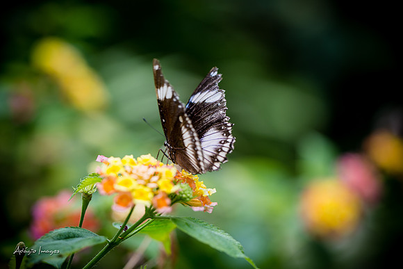 Victoria Butterfly Gardens
