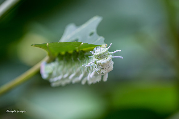 Victoria Butterfly Gardens