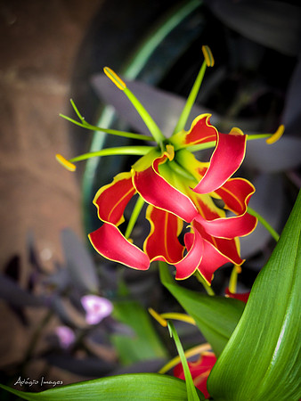 Victoria Butterfly Gardens