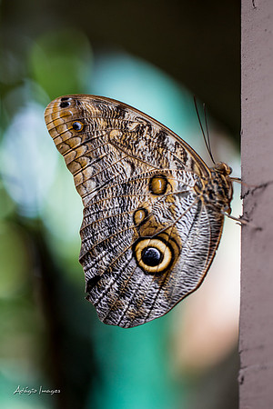 Victoria Butterfly Gardens