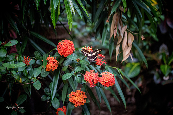 Victoria Butterfly Gardens
