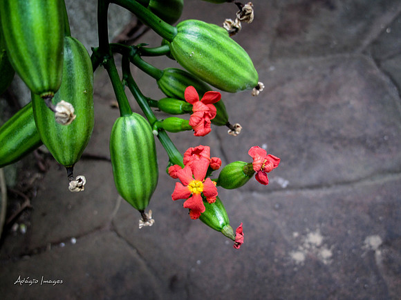 Victoria Butterfly Gardens