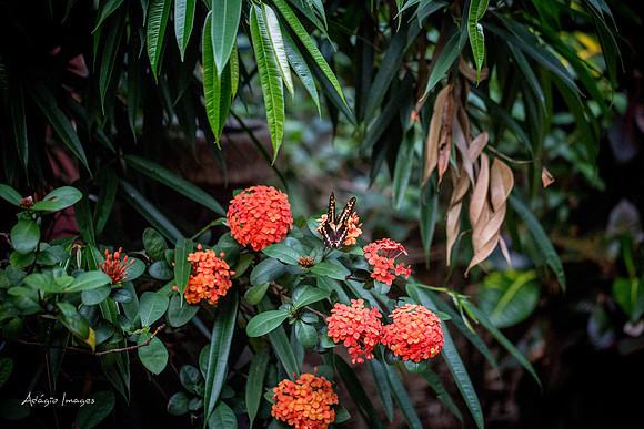 Victoria Butterfly Gardens