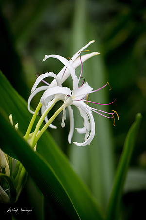 Victoria Butterfly Gardens