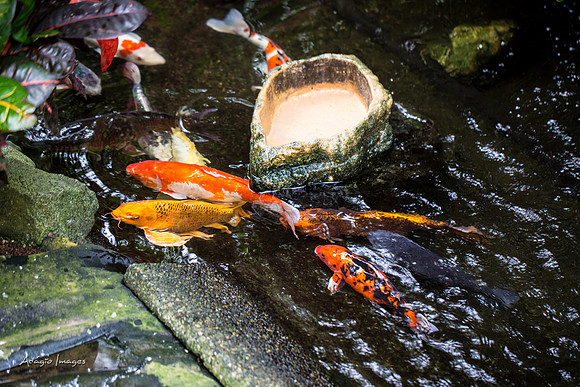 Victoria Butterfly Gardens