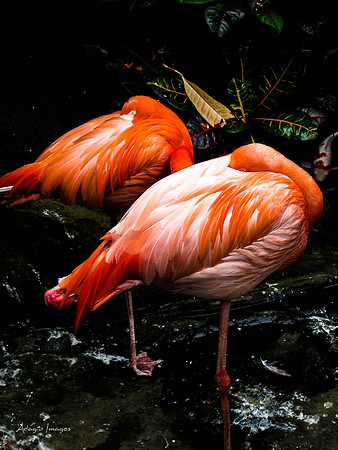 Victoria Butterfly Gardens