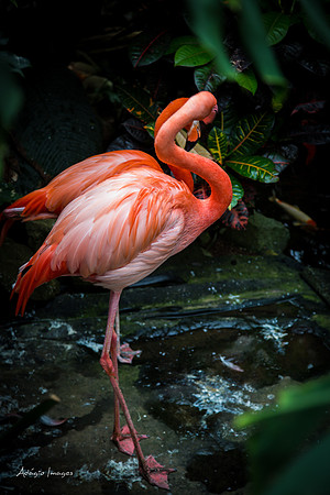 Victoria Butterfly Gardens