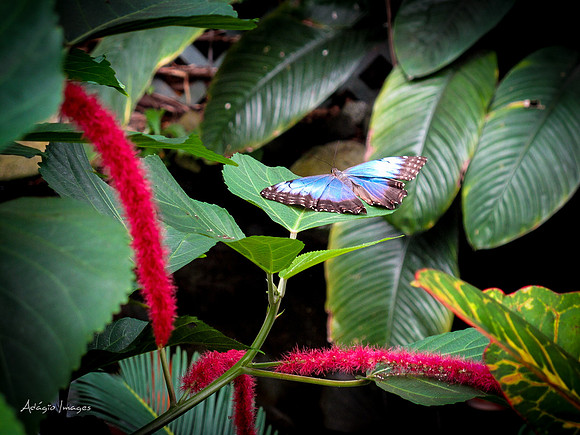 Victoria Butterfly Gardens