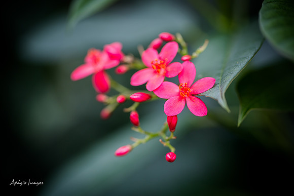 Victoria Butterfly Gardens