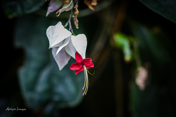 Victoria Butterfly Gardens
