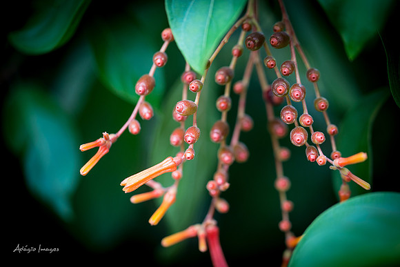 Victoria Butterfly Gardens