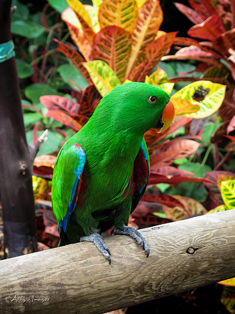 Victoria Butterfly Gardens